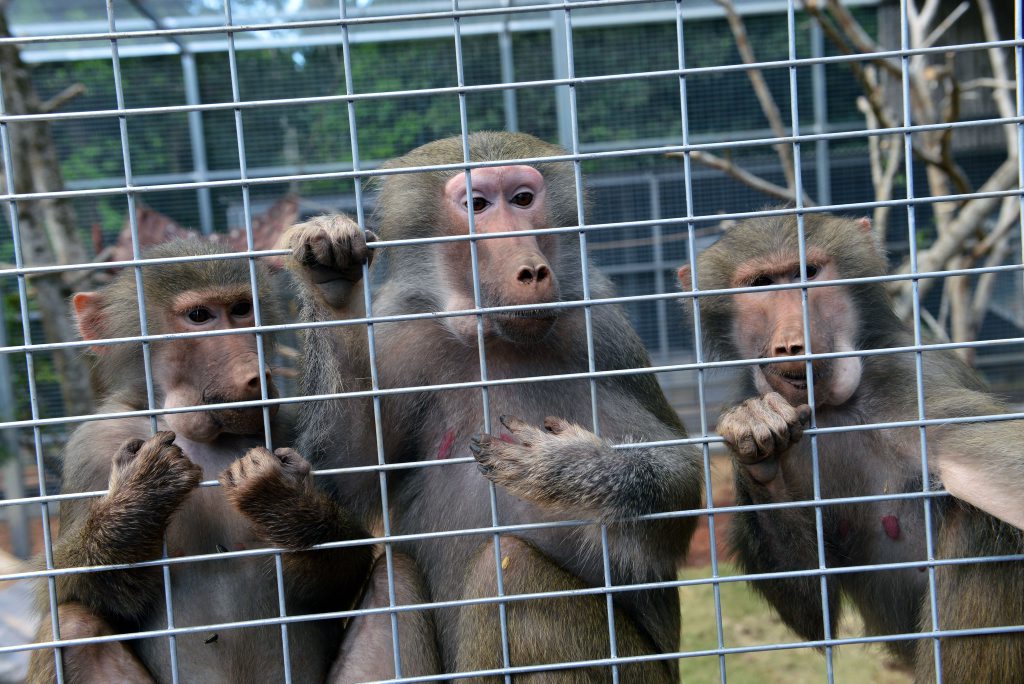 Queensland Zoo New Baboon Exhibit: Photo Patrick Woods / Sunshine Coast Daily